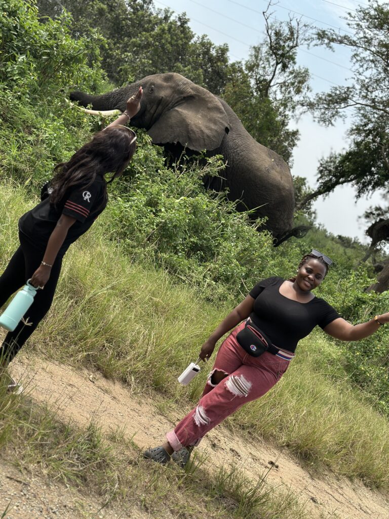 Elephant views when you travel to the pearl of Africa